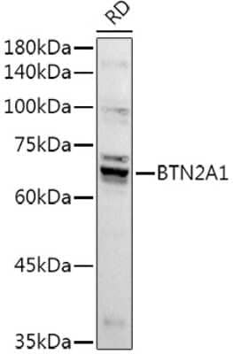 Western Blot: BTN2A1 Antibody [NBP2-92020] - Western blot analysis of extracts of RD cells, using BTN2A1 antibody (NBP2-92020) at 1:1000 dilution. Secondary antibody: HRP Goat Anti-Rabbit IgG (H+L) at 1:10000 dilution. Lysates/proteins: 25ug per lane. Blocking buffer: 3% nonfat dry milk in TBST. Detection: ECL Basic Kit. Exposure time: 180s.